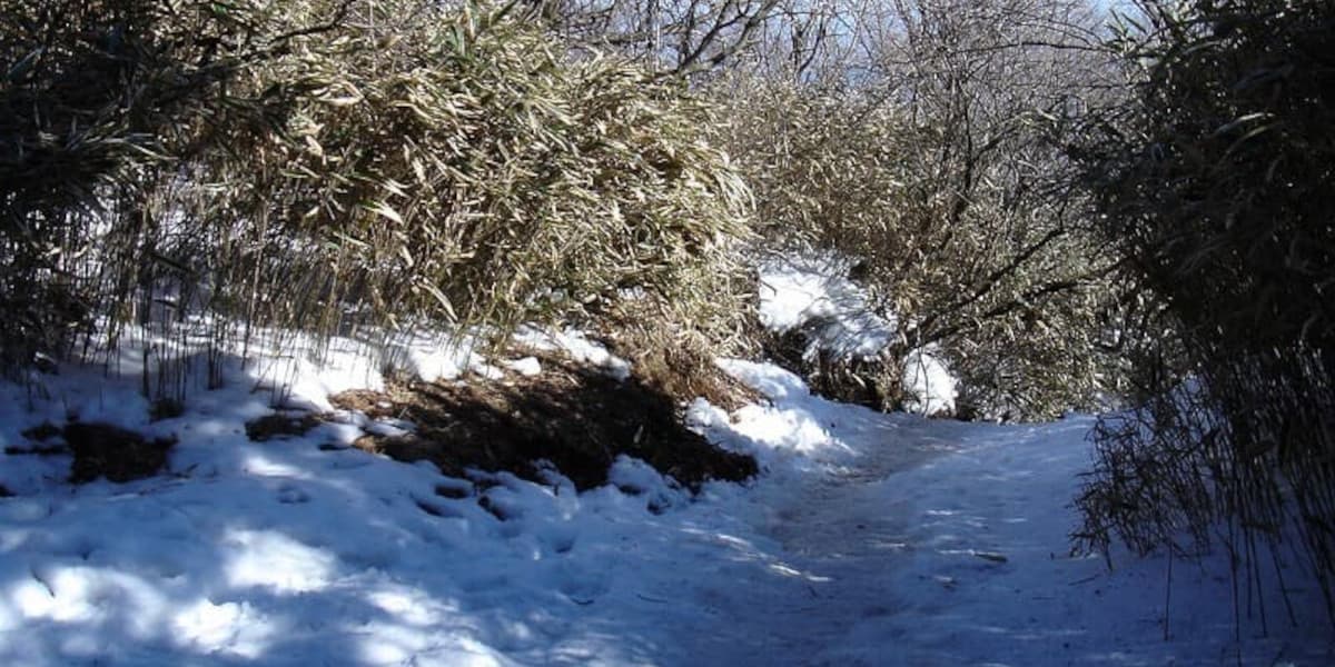 大山の登山道