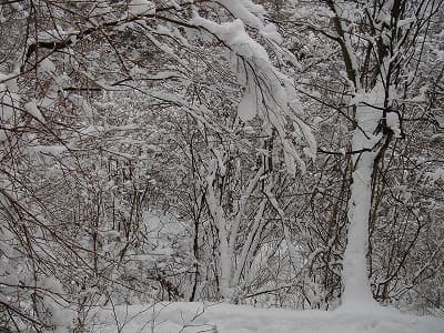 積雪