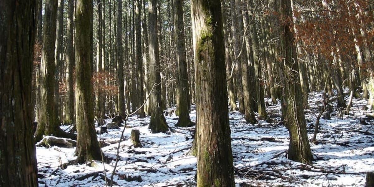 武甲山の登山道