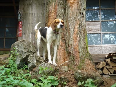 清滝小屋のさくらちゃん