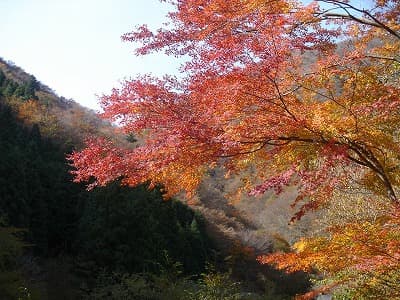 登山道の紅葉