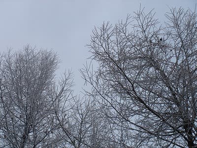 雪がシンシン