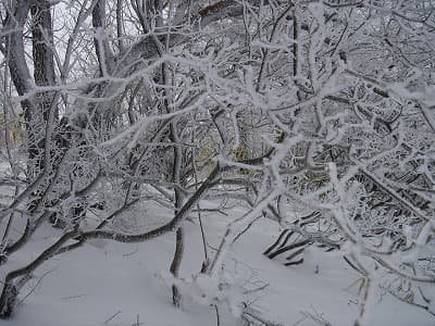 霧氷みたい