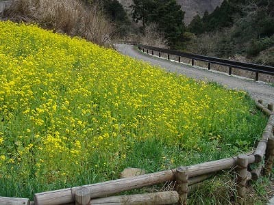 菜の花