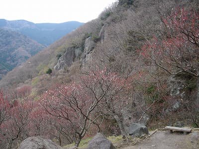 梅林と岩壁