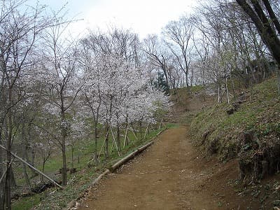 桜並木