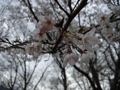 桜