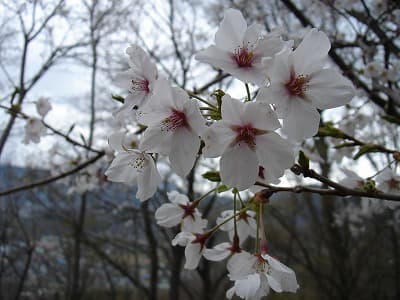 桜