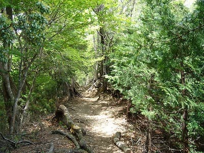 新緑が美しい登山道