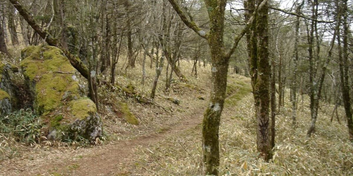 飛龍山の登山道