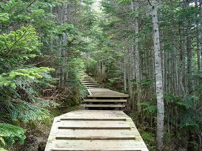 板張りの登山道