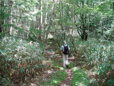 笹が多いけど快適な登山道