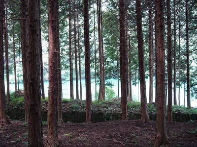 森林帯の登山道