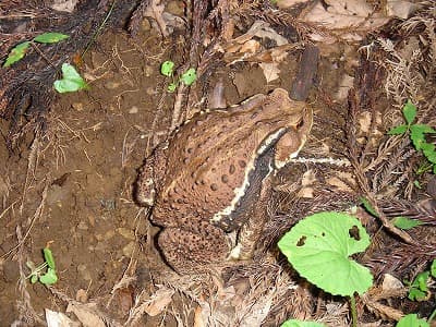 登山道にいたカエル