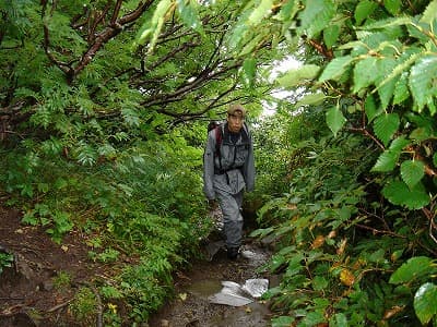 雨の樹林帯の登山道