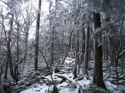 雪景色の登山道