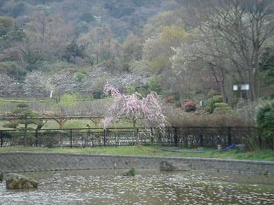 しょうぶ園