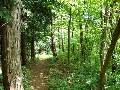 まるで夏の登山道