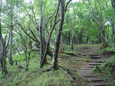 小丸までの登山道