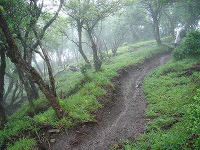 大倉までの登山道