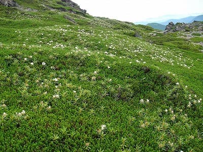 山頂付近の花畑