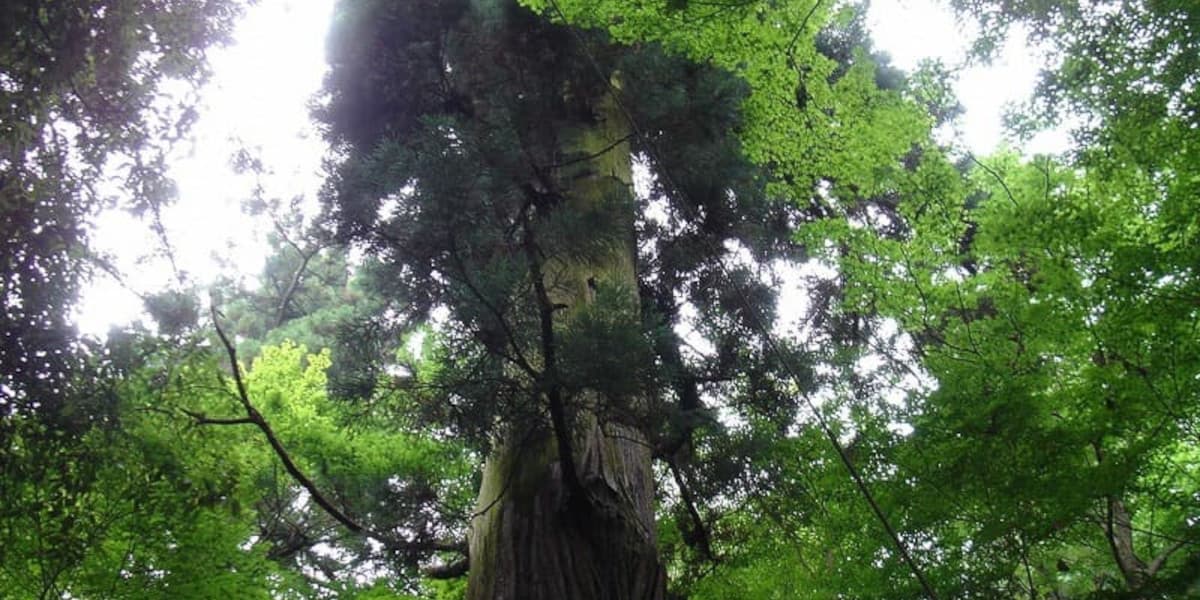 登山道にあった蛇木杉