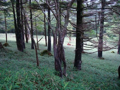 登山道の豊富な森林