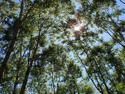 登山道の木漏れ日