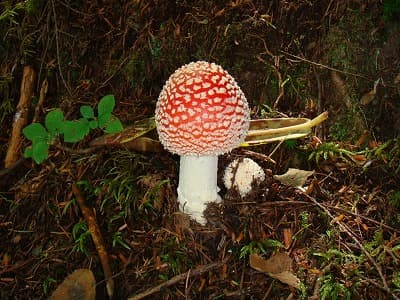 登山道から見えたきのこ