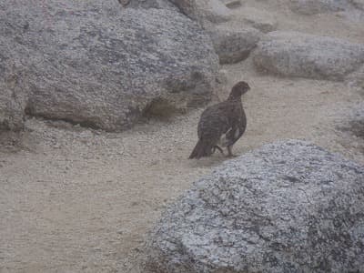 登山道で見つけたライチョウ