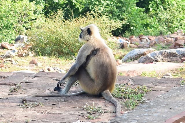 インド・ラージギルの旅行で訪れた観光名所、グリッダクータ（霊鷲山）の猿