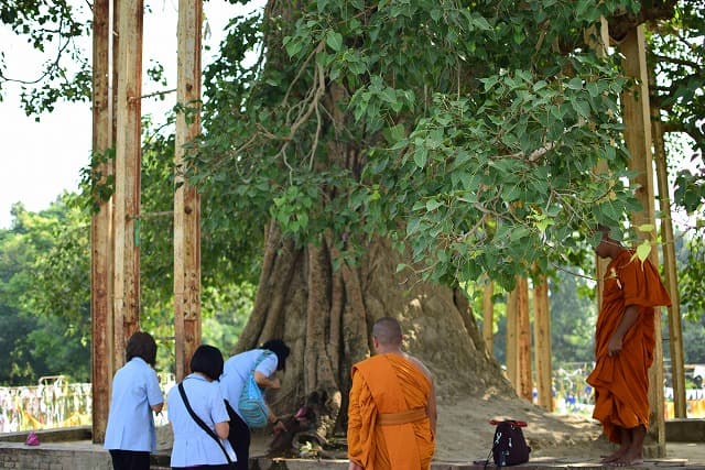 インド・シュラバスティの旅行で訪れた観光名所、祇園精舎の菩提樹