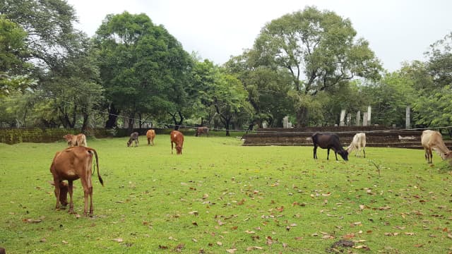 スリランカ・ポロンナルワの旅行や観光地、ランコトゥ・ヴィッハーラ