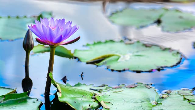 スリランカ・キャンディの旅行や観光地、ペラデニア植物園