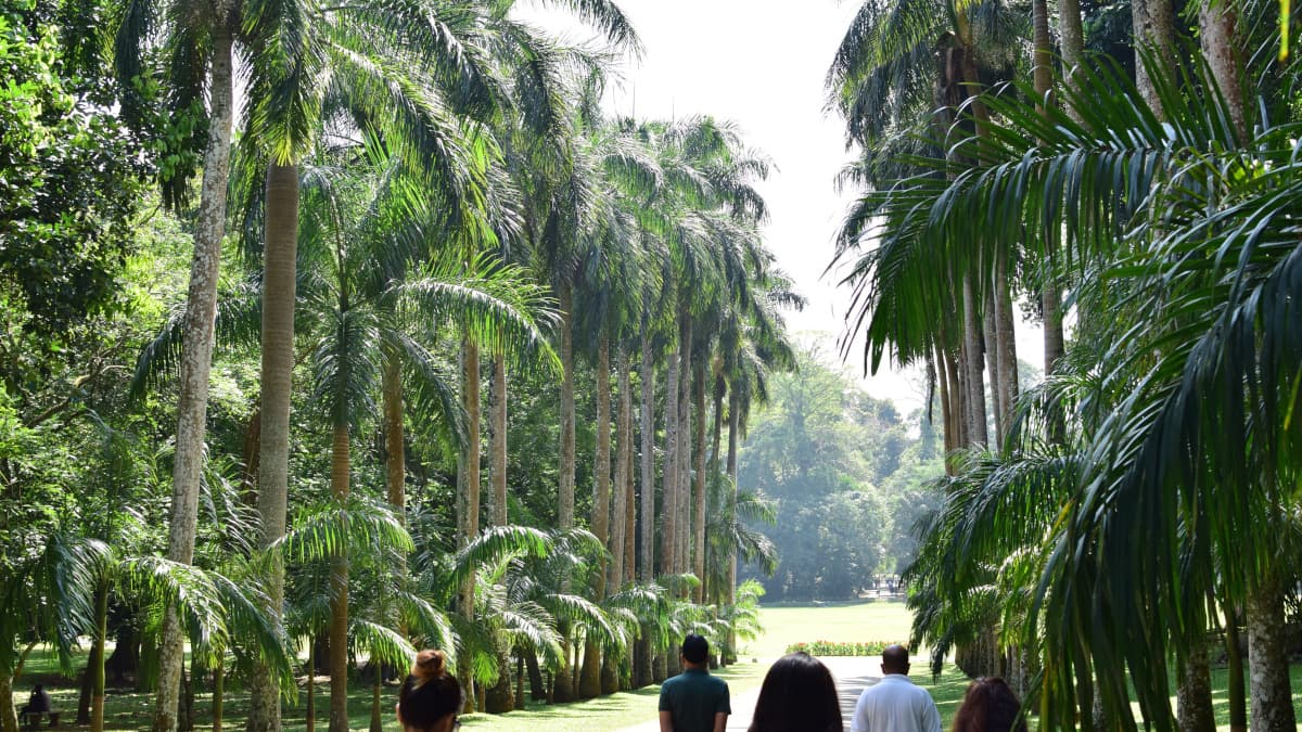 スリランカ・キャンディの旅行や観光地、ペラデニア植物園