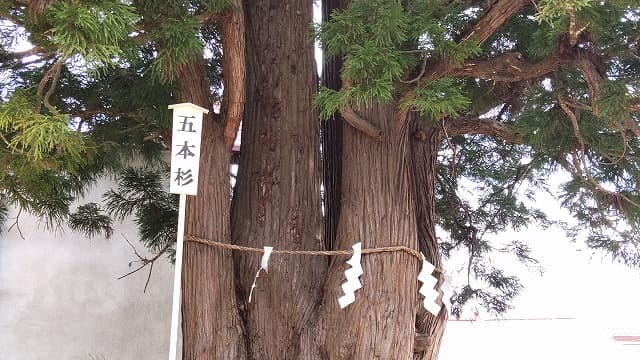 青森県弘前市の旅行で訪れた観光名所、岩木山神社の五本杉