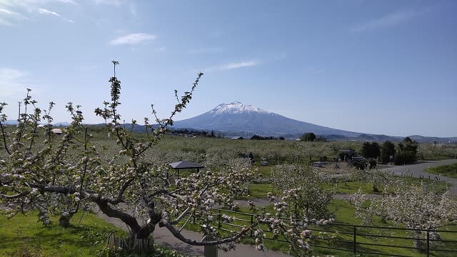 青森県弘前市の旅行で訪れた観光名所、弘前市りんご公園からの岩木山とりんご園