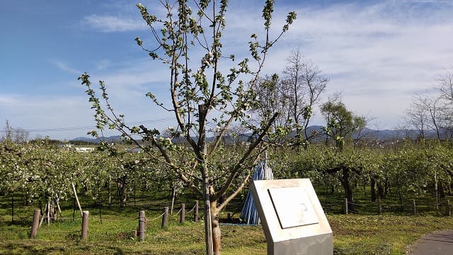 青森県弘前市の旅行で訪れた観光名所、弘前市りんご公園のニュートンのリンゴ