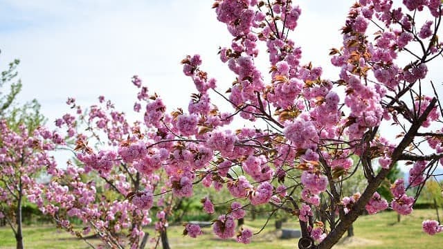 青森県南津軽郡の旅行で訪れた観光名所、唐糸御前史跡公園の桜