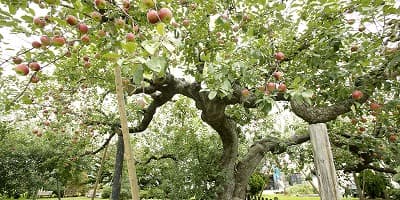 青森県つがる市の旅行で訪れた観光名所、日本最古のりんごの木