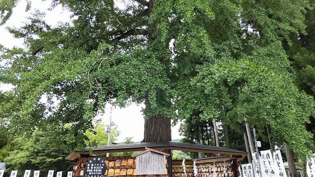 宮城県仙台市の旅行で訪れた観光名所、秋保神社の子育て若乳銀杏