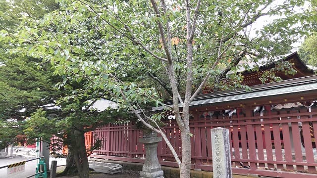 宮城県塩竃市の旅行で訪れた観光名所、鹽竈神社の鹽竈サクラ