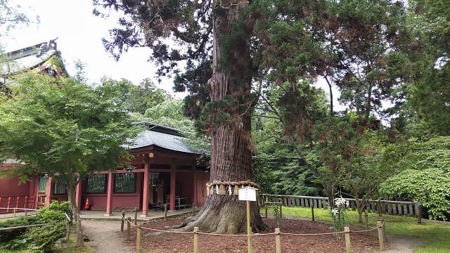 宮城県塩竃市の旅行で訪れた観光名所、鹽竈神社の御神木