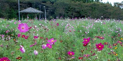 宮城県仙台市の旅行で訪れた観光名所、御本丸公園