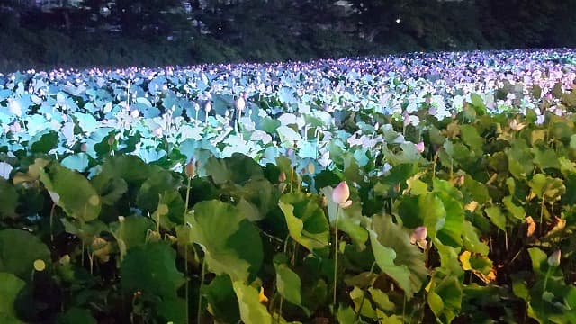 秋田県秋田市の旅行で訪れた観光名所、千秋公園(久保田城跡)大手門の濠