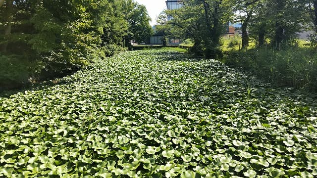 秋田県大館市の旅行で訪れた観光名所、桂城公園（大館城跡）内堀