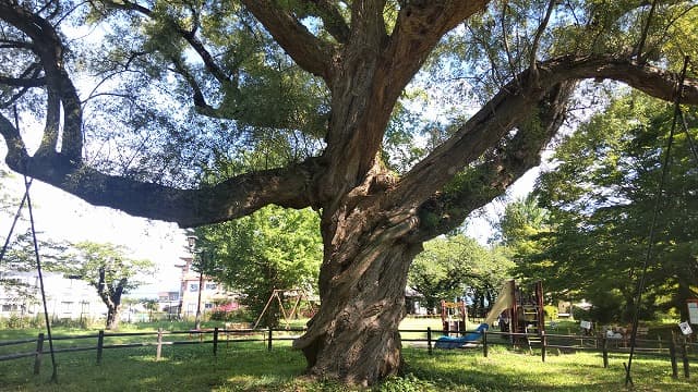 秋田県大館市の旅行で訪れた観光名所、桂城公園（大館城跡）大ヤナギ