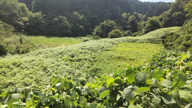 秋田県大館市の旅行で訪れた観光名所、矢立廃寺跡