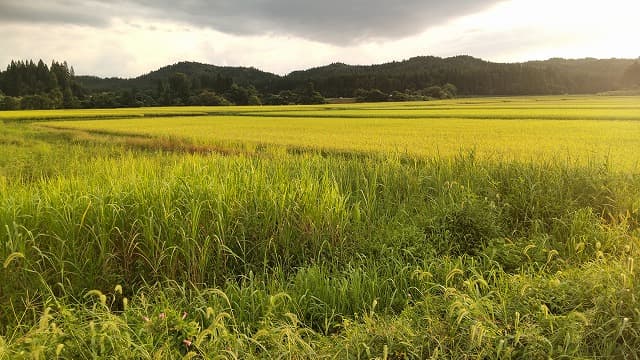 秋田県大館市の旅行で訪れた観光名所、矢石館遺跡