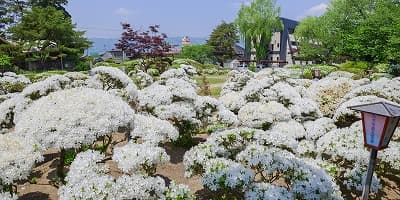 山形県長井市の旅行で訪れた観光名所、白つつじ公園